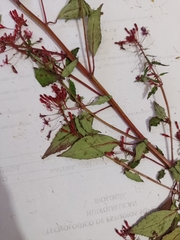 Lopezia racemosa