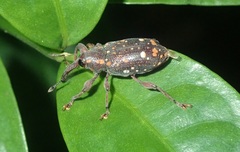 Marshallius multisignatus