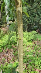 Claoxylon australe