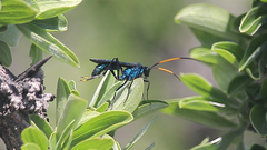 Trachysphyrus irinus