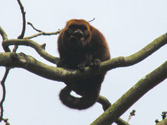 Alouatta guariba