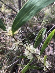 Hakea florulenta
