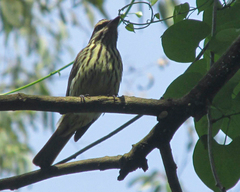 Myiodynastes maculatus