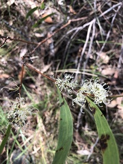 Hakea florulenta