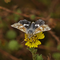 Heliothodes diminutiva