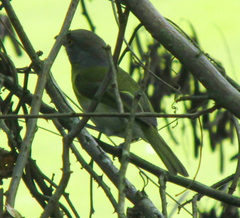 Cyclarhis gujanensis