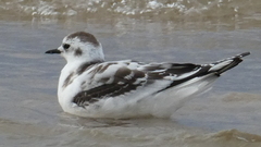 Hydrocoloeus minutus