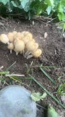 Coprinellus micaceus