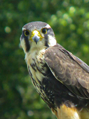 Falco femoralis