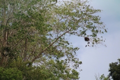 Falconiformes