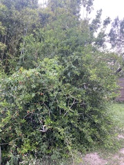 Citharexylum berlandieri