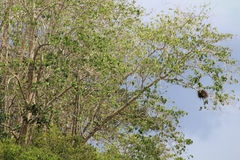 Falconiformes