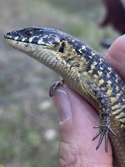 Elgaria coerulea coerulea