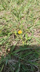 Zornia dyctiocarpa