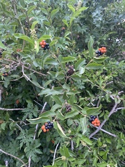 Citharexylum berlandieri