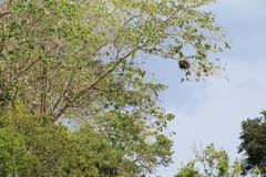 Falconiformes