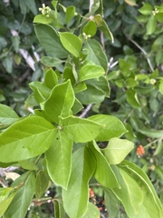 Citharexylum berlandieri