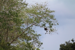 Falconiformes