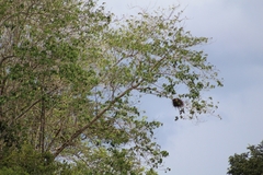 Falconiformes