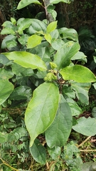Ficus coronata