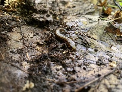 Desmognathus ochrophaeus