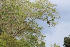 Falconiformes