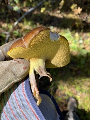 Suillus brevipes