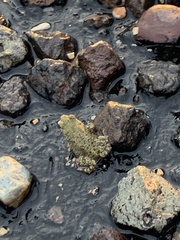 Anaxyrus debilis