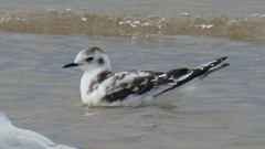 Hydrocoloeus minutus