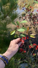 Aronia arbutifolia