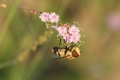 Copestylum apiciferum