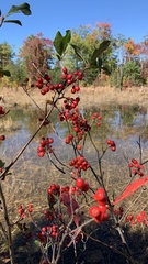 Aronia arbutifolia