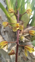 Cymbidium madidum