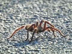 Aphonopelma eutylenum