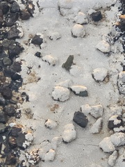 Anaxyrus debilis