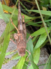 Trimerotropis latifasciata