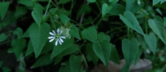 Stellaria cuspidata
