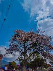 Handroanthus heptaphyllus