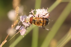 Copestylum apiciferum