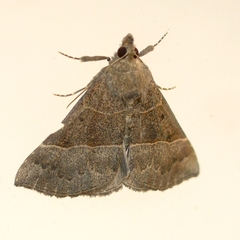 Hypena deceptalis