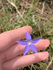 Wahlenbergia gracilis