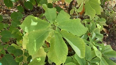Magnolia fraseri