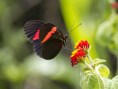 Heliconius erato hydara