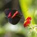Heliconius erato hydara - Photo (c) Oswaldo Hernández, some rights reserved (CC BY-NC), uploaded by Oswaldo Hernández
