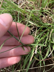 Wahlenbergia gracilis
