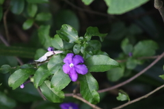 Brunfelsia