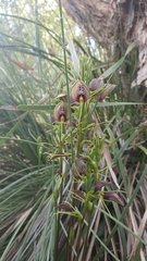 Cryptostylis erecta
