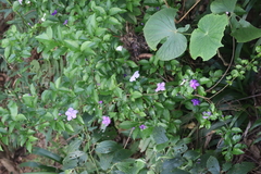 Brunfelsia