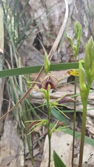 Cryptostylis erecta