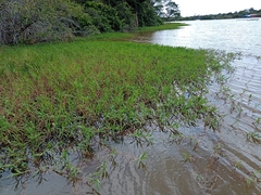 Paspalum repens